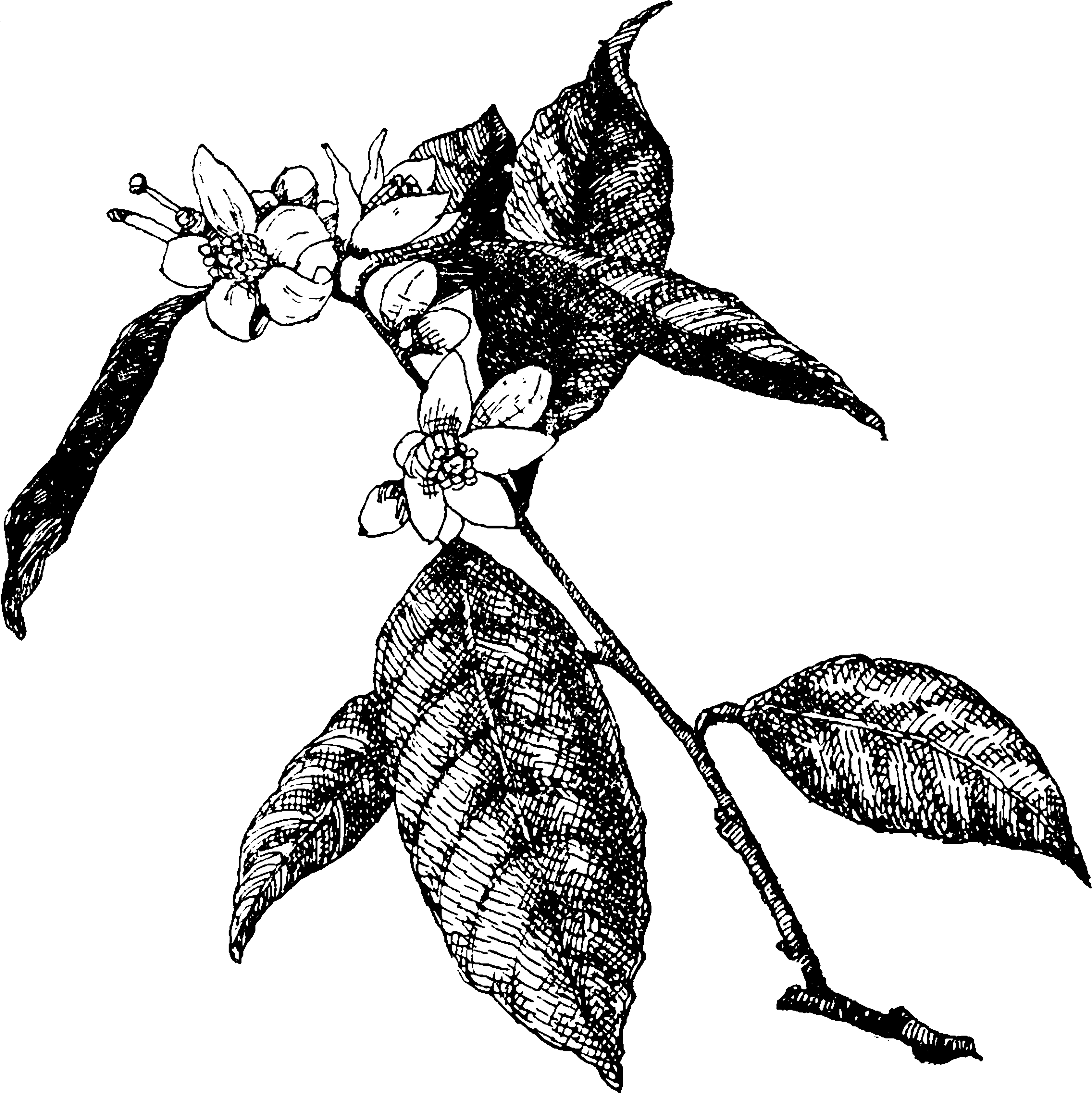 sketch of Orange Blossom flowers